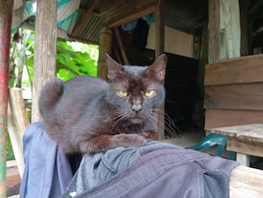 En sort kat sidder på et møbel.