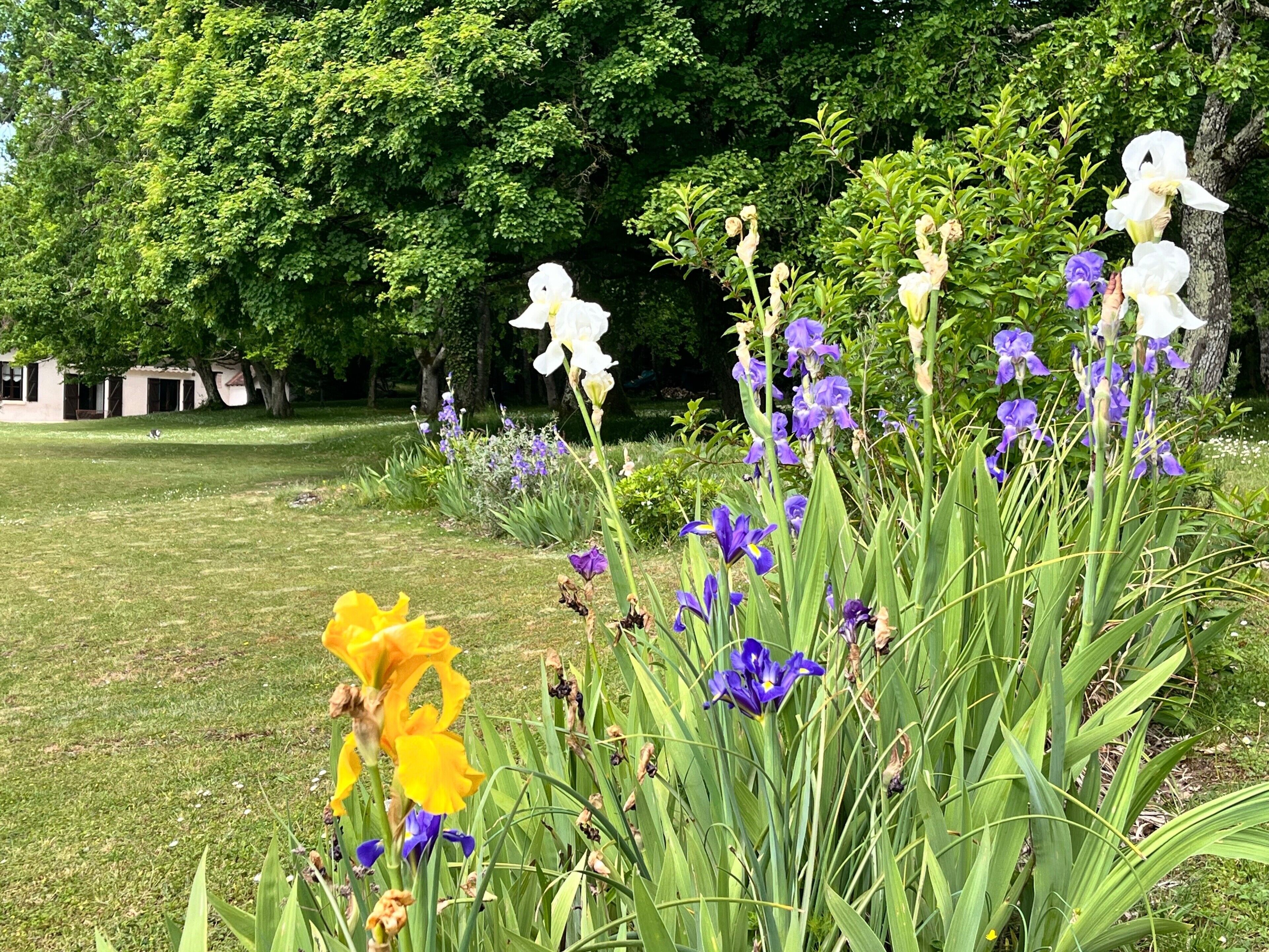 A garden with various flowers and trees.