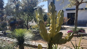 Un jardín de cactus con un sendero de piedra, una planta de yuca y un edificio al fondo.