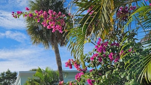En byggnad med vit fasad, omgiven av frodig grönska och rosa bougainvilleablommor.