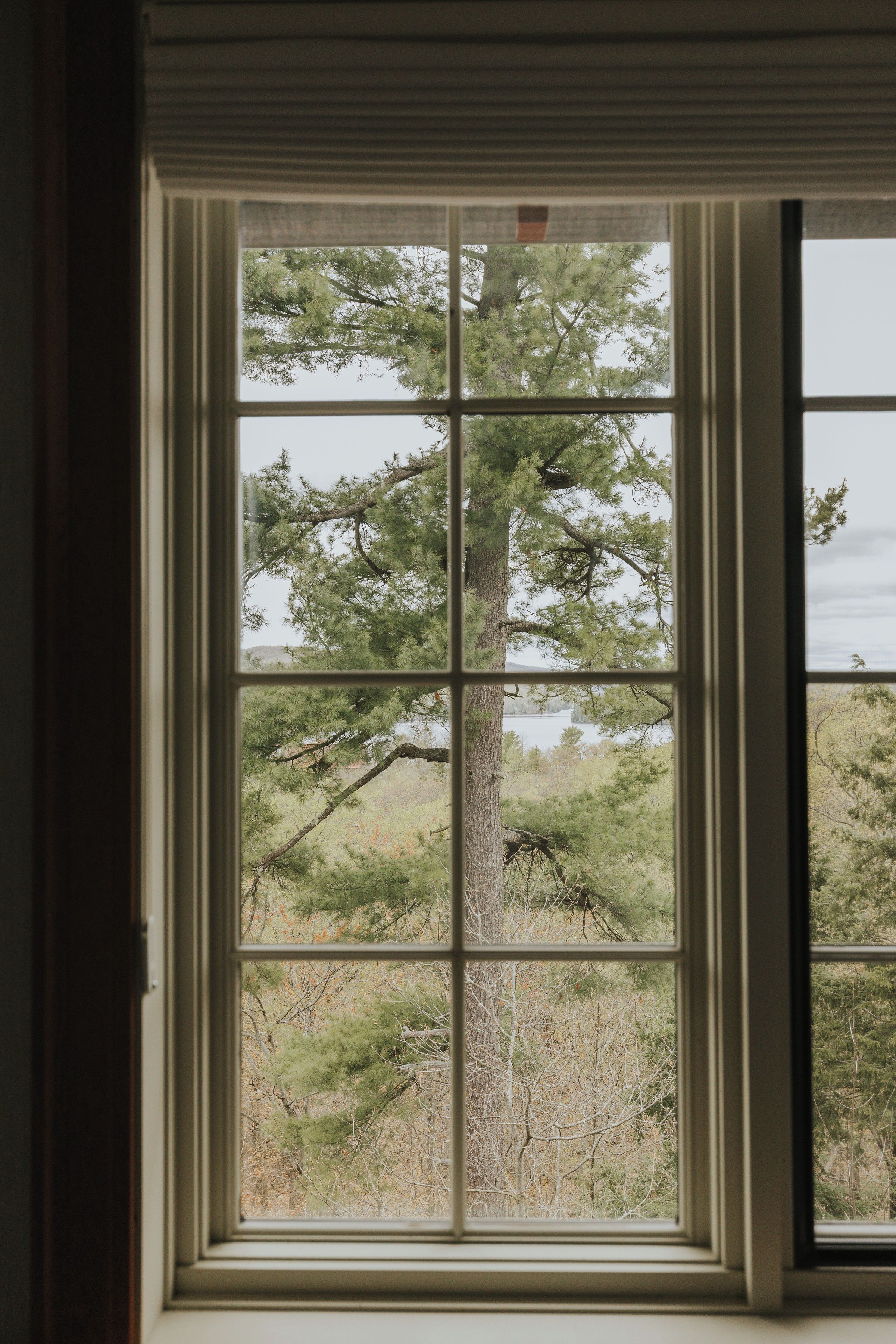 Una ventana con vistas a un árbol y un paisaje.