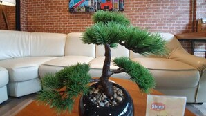 A potted bonsai tree on a wooden table in a room with a brick wall and a colorful painting.