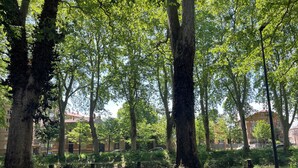 A tree-lined street with buildings in the background. - Studio in the center of Toulouse, 7 minutes by bike from Place Saint Pierre (Toulouse)