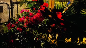 A nighttime outdoor scene with a decorative tree structure, a fence, and red flowers. - Magic ArtHouse at the heart of Las Vegas 
Near everything (North Las Vegas)