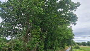 A narrow rural road flanked by dense greenery and trees.