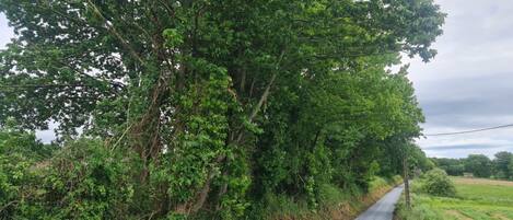 A narrow rural road flanked by dense greenery and trees.