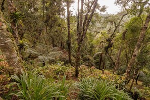 A dense forest with tall trees and various undergrowth. - Casa Grande c Lareira e Churrasqueira - Cascatinha (Campos do Jordão)