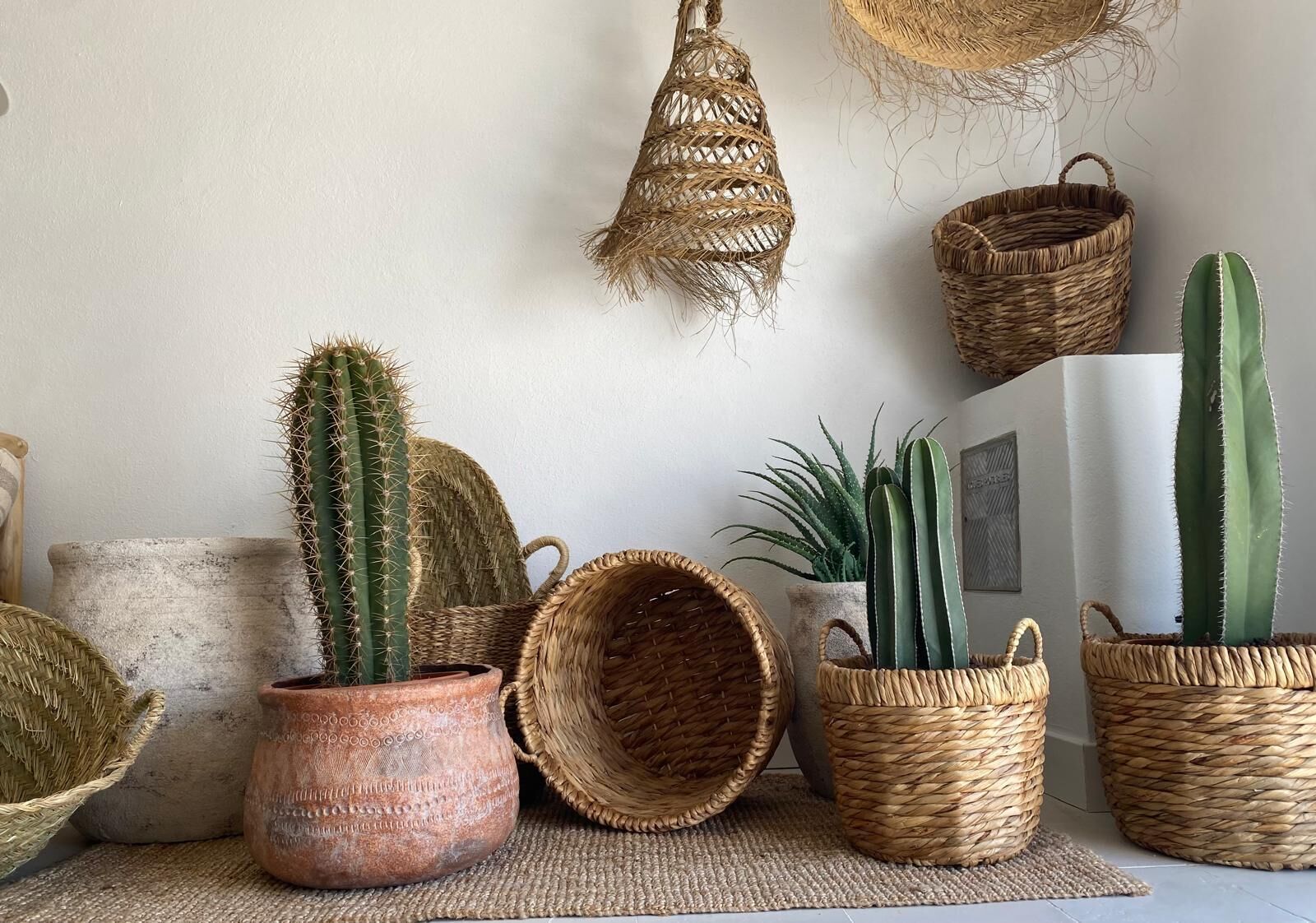 Various cacti and woven baskets against a wall.