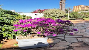 A potted plant with purple flowers, a stone pathway, and a palm tree. - CARDOSO PALACE HOTEL RIO VERDE (Rio Verde)