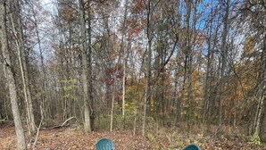 A forest with a fire pit and four Adirondack chairs.