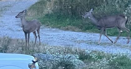Cozy cabin in Slippery Rock with 100 acres of woods and very close to wolf Creek