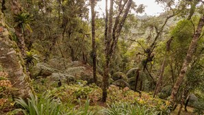 A dense forest with tall trees and various undergrowth. - Casa Grande c Lareira e Churrasqueira - Cascatinha (Campos do Jordão)