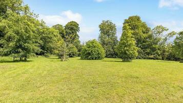 Ein grasbewachsenes Feld mit Bäumen und blauem Himmel.