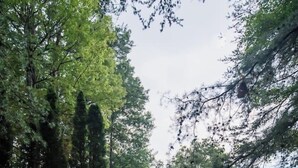 Een houten vakantiehuis met terras, omringd door bomen en een grindpad.