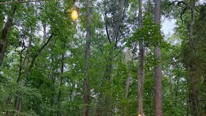 A forested outdoor area with a fire pit, seating, and string lights.