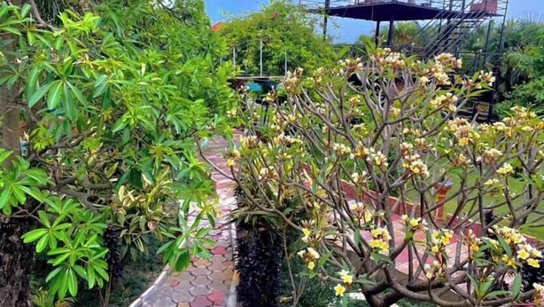 Un chemin de jardin agrémenté d’une structure métallique et d’un espace abrité.
