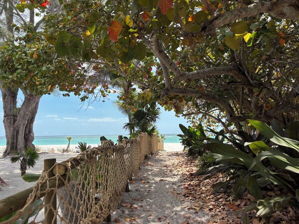 A pathway lined with rope barriers leading to a beach, surrounded by trees and foliage.
