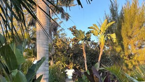 A garden pathway surrounded by various tropical plants and trees. - Steps to Beach - Prime Location Beach Bungalow – Beach Gear (Holmes Beach)