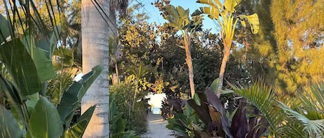 A garden pathway surrounded by various tropical plants and trees.