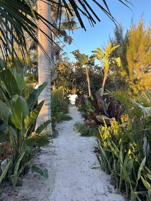 A garden pathway surrounded by various tropical plants and trees.