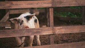 A pig behind a wooden fence.