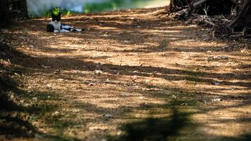 A pathway in a wooded area with a cat lying on the ground.