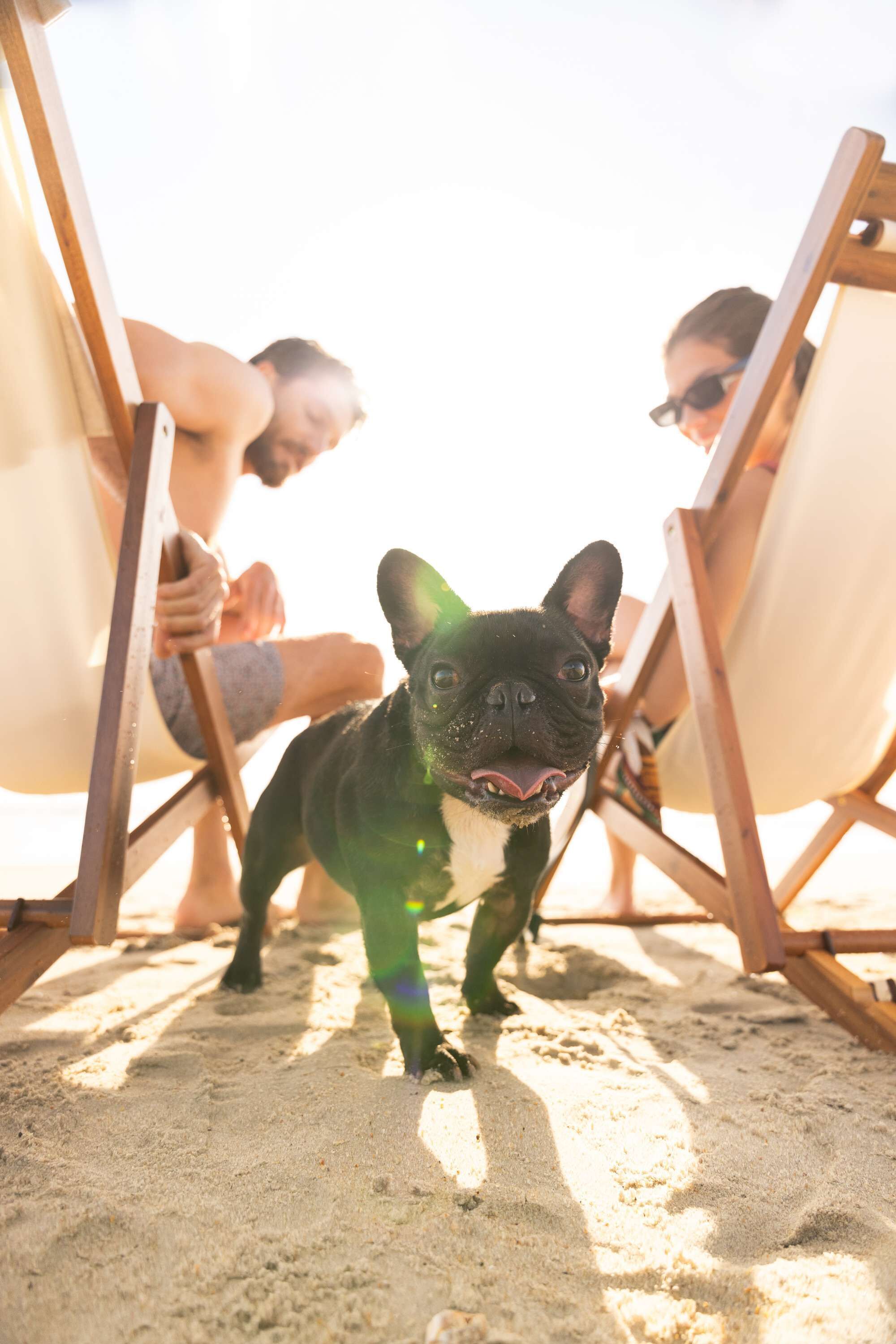 Eine Strandansicht mit einem Hund im Vordergrund, zwei Personen im Hintergrund und Liegestühlen.