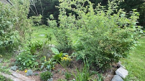 Un giardino con diverse piante e un bordo in legno.