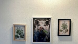 Três ilustrações botânicas emolduradas na parede.