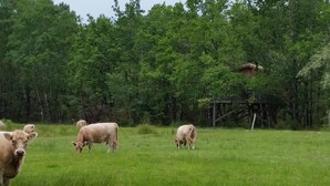 Un campo cubierto de hierba con vacas pastando y una construcción de madera al fondo.