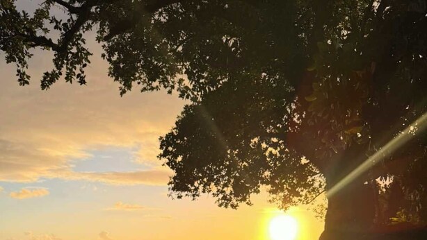 A beach with a sunset, a dog, and a tree. - Villa Vonu - 2 Bedroom Ensuit. Your own pool, secured landscape near the beach. (Pacific Harbour)