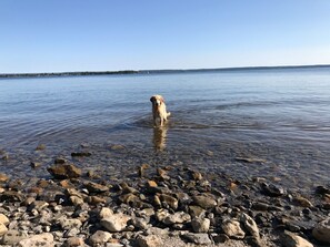 Een hond staat in ondiep water nabij een rotsachtige kust.
