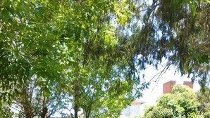 Uma área externa arborizada com sombra, um caminho pavimentado e um edifício ao fundo.
