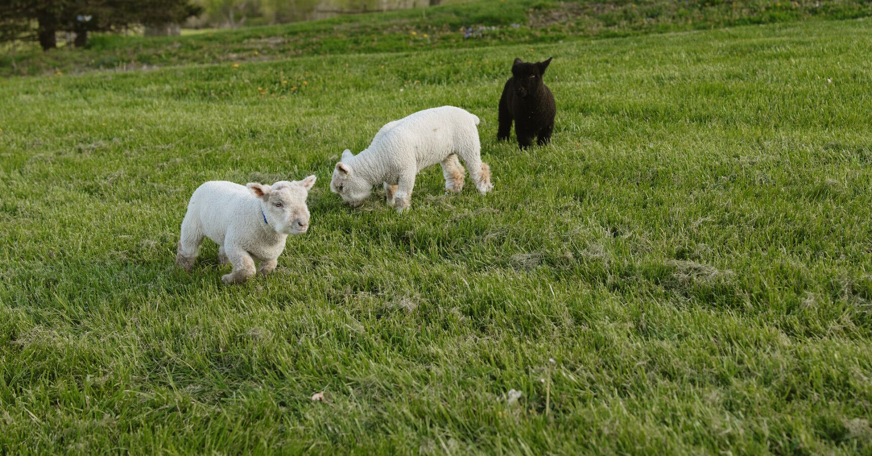 A grassy field with three lambs.