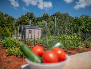A garden with a variety of plants and a small building in the background. - Apartment  by Interhome (Ugljan/Ugljan)
