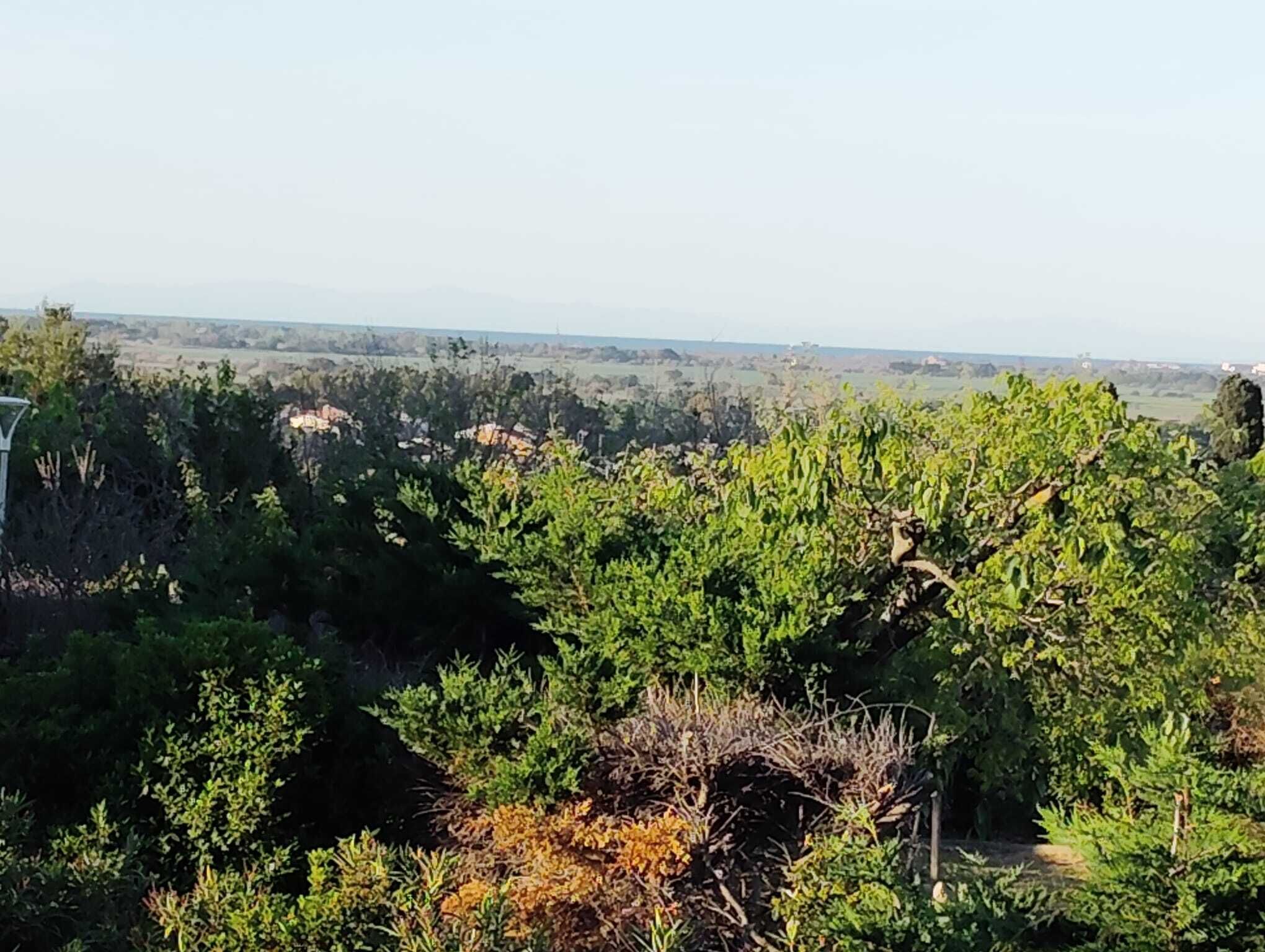 A vineyard with rows of grapevines and a distant view of a town.