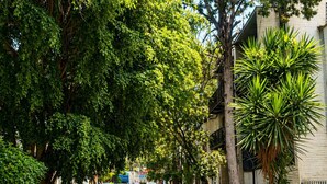 A tree-lined street with parked cars and buildings on either side. - Full house in Condesa, 4 bedrooms, terrace and 3 levels (Ciudad de México)