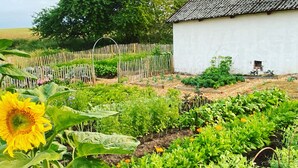 A garden with various plants and a sunflower in the foreground. - Rural house in a peaceful location with wonderful views of the Scanian plains. (Svedala)