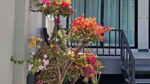 Un edificio moderno con una scala, una pianta in vaso con fiori colorati e una finestra con tende.