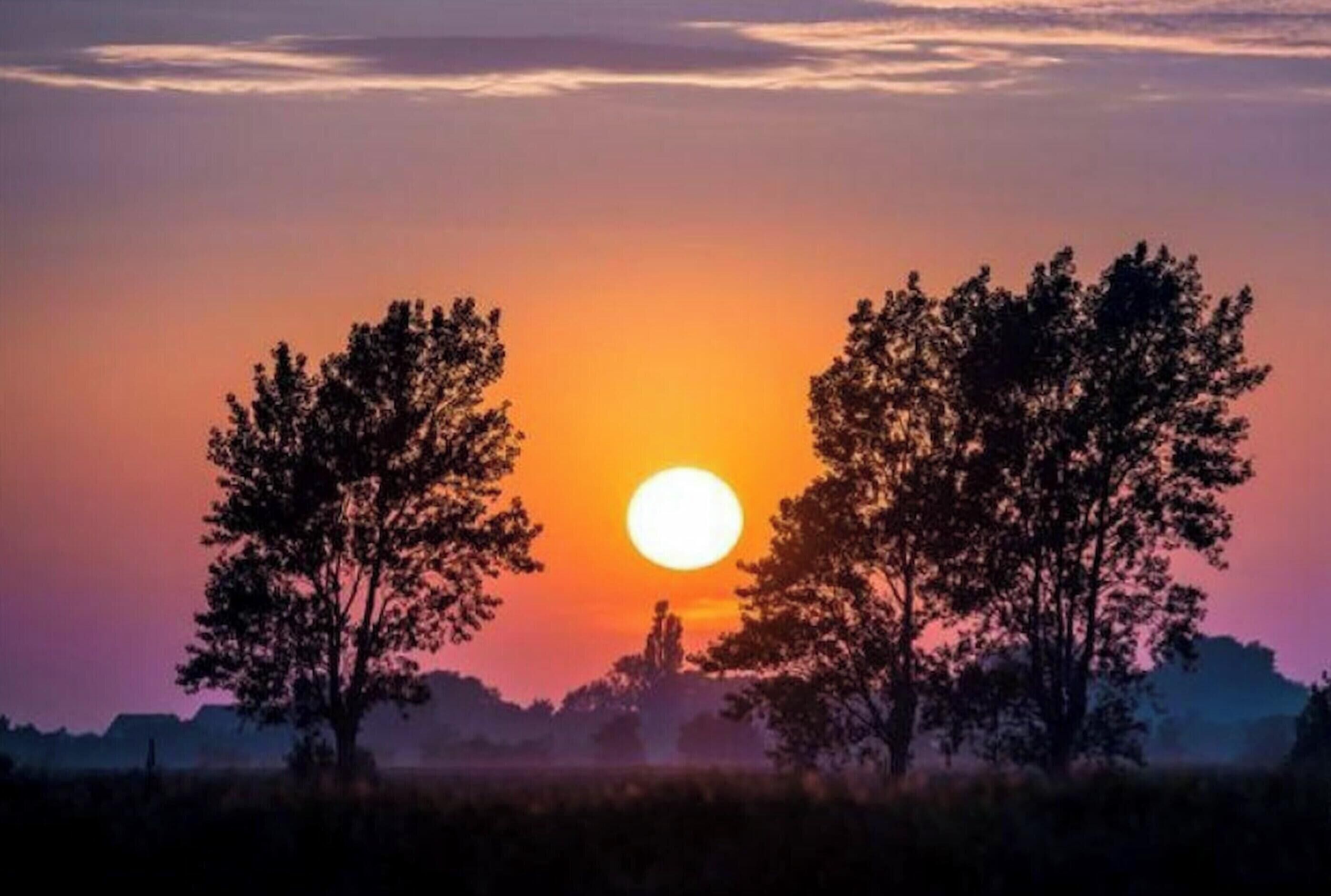 A sunset with a large sun and two trees silhouetted against a colorful sky.