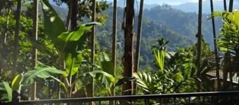 Mango shadow inn 