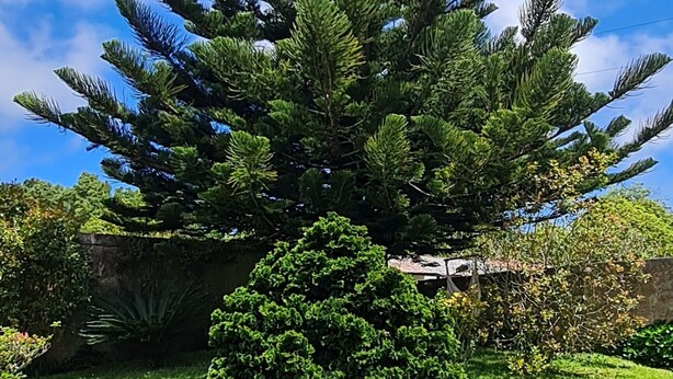 Un patio con mobiliario exterior, un gran árbol de hoja perenne y un césped bien cuidado.