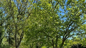 A well-maintained lawn with mature trees and a clear sky.