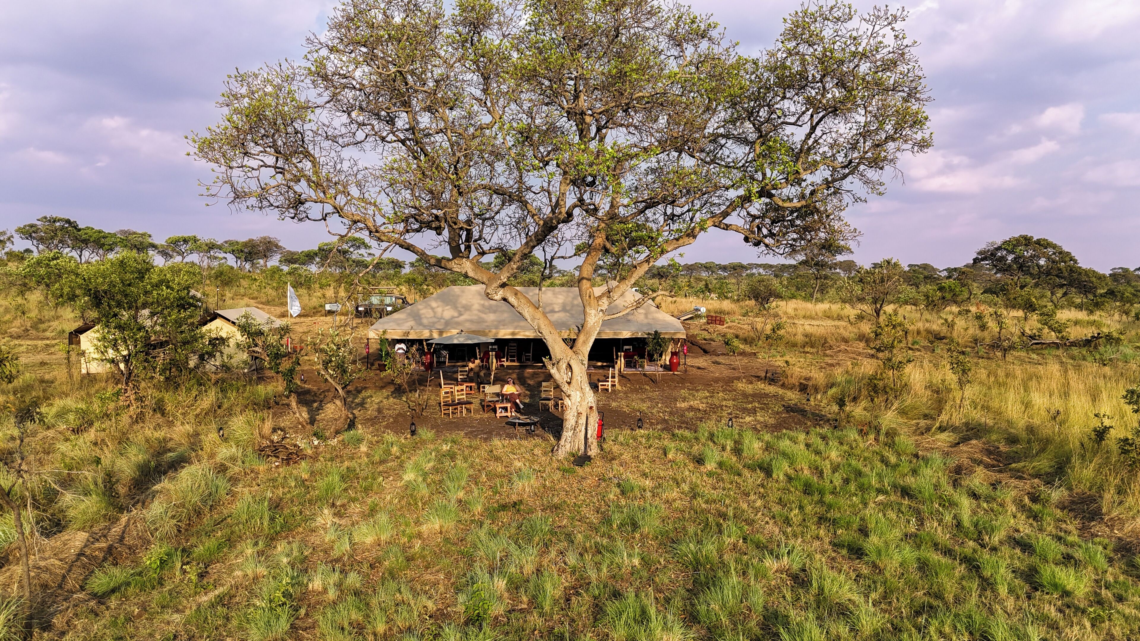 A tree in front of a thatched-roof structure with outdoor seating.