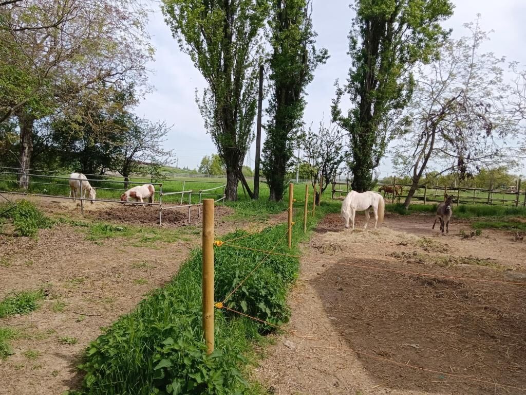 A fenced outdoor area with trees and a dirt path.