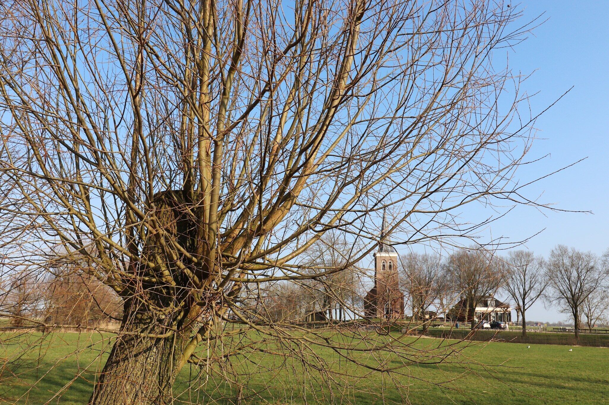 Un grand arbre dans un paysage rural, avec une église et une maison en arrière-plan.