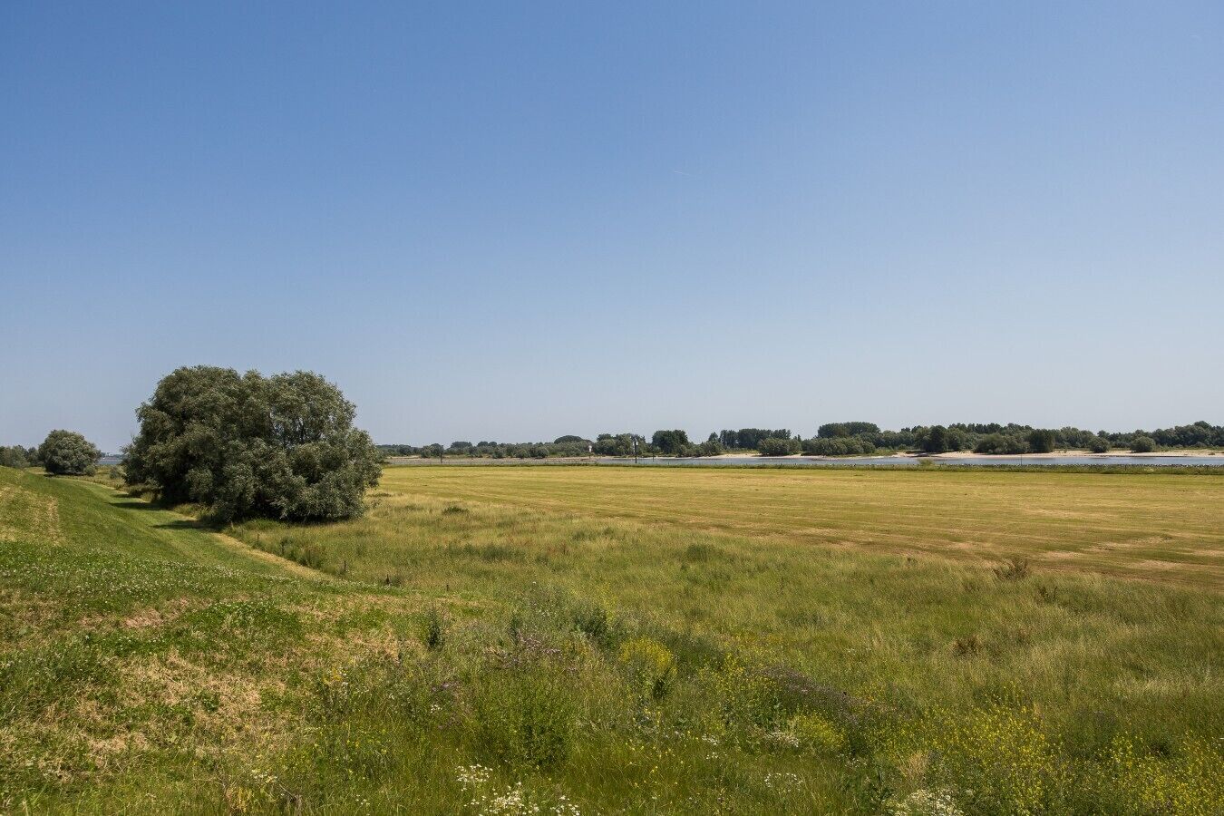 Un vaste champ dégagé, avec un grand arbre sur la gauche et une rangée d’arbres à l’horizon.