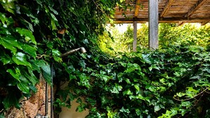 A wall partially covered with green ivy, a metal gate, and a wooden pergola structure.