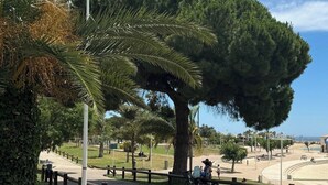 A paved pathway, a large tree, and a sandy area with people and bicycles.
