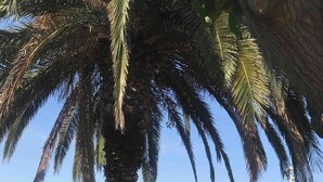 A beach scene with palm trees, a sandy area, and a view of the sea.